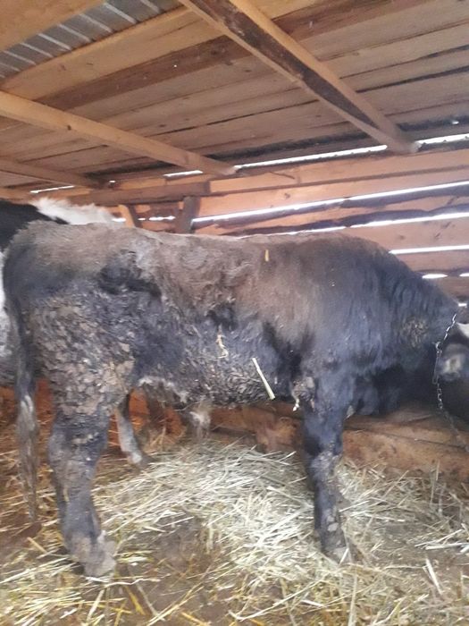 Vand taur bun pentru crestere