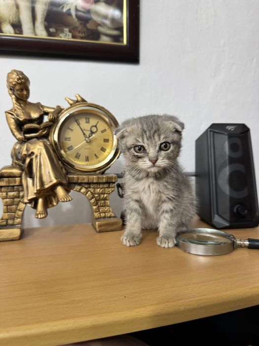 Котенок вислоухий мальчик