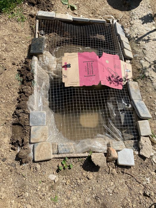 Продается краснаухая черепаха