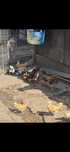 Disponibili pui de sebright