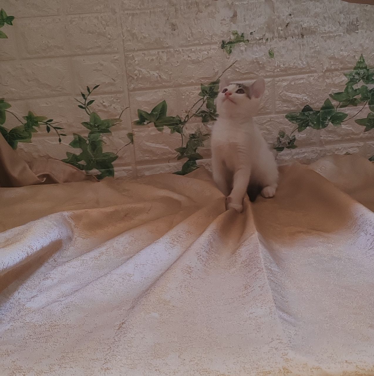 Котята в самые добрые руки