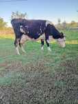 Vand vaca fatata recent