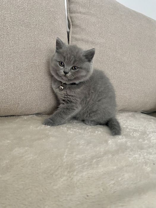 Pui british shorthair
