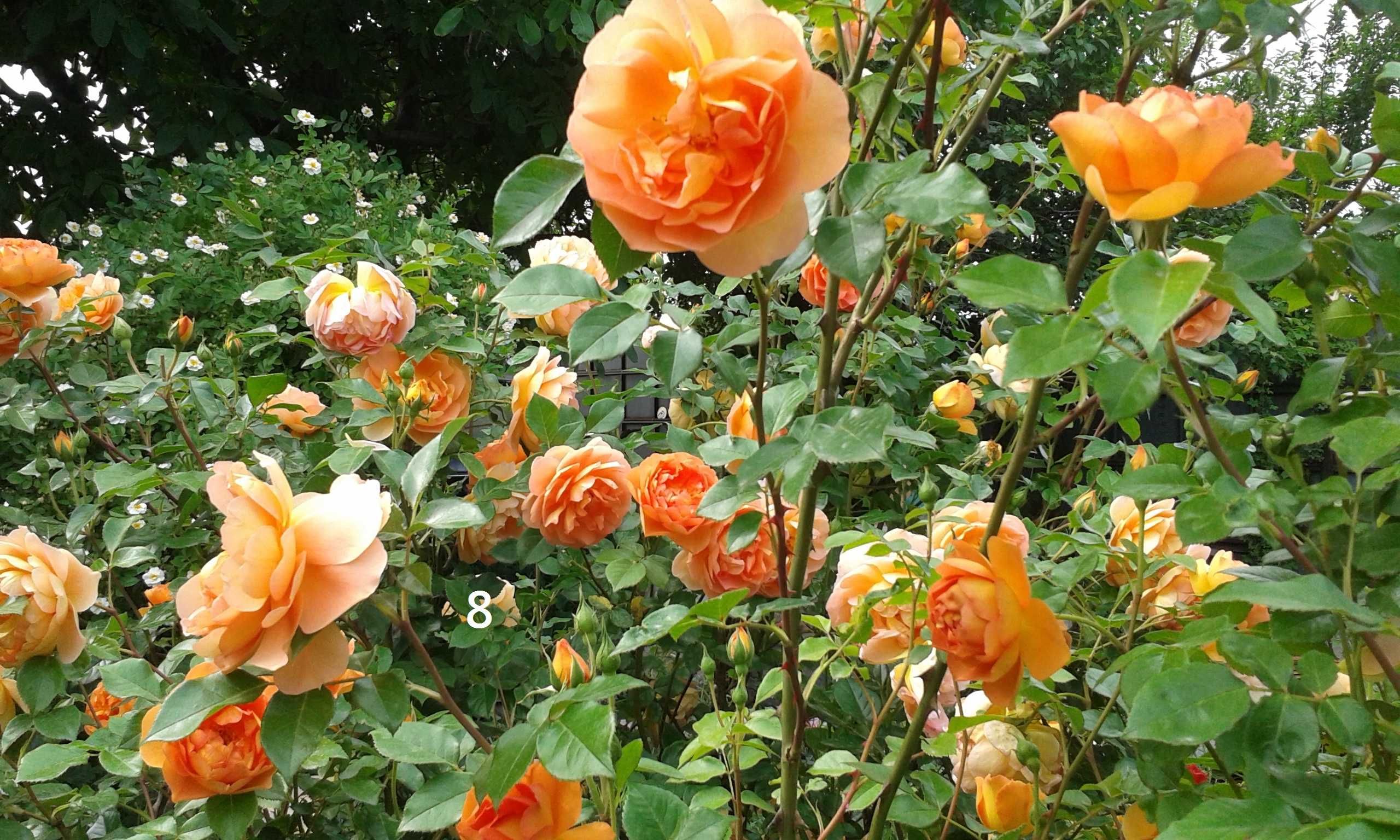 Саженцы садовых английских роз.