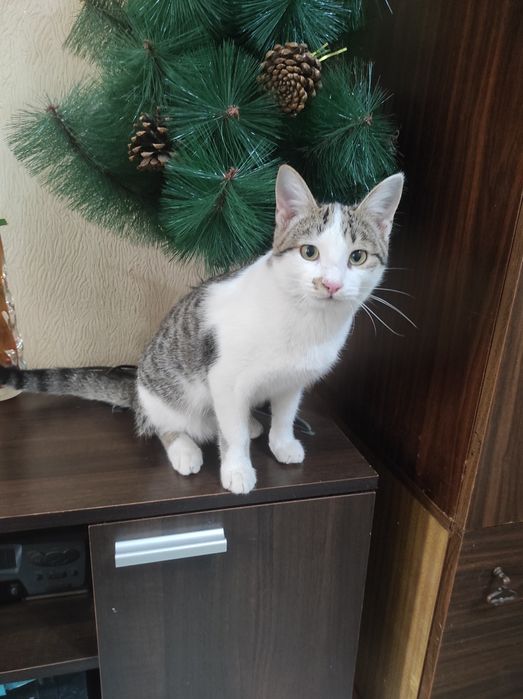 Пристраиваются классные котики  два мальчика и одна девочка