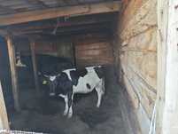 Продам срочно всё за 1млн 500