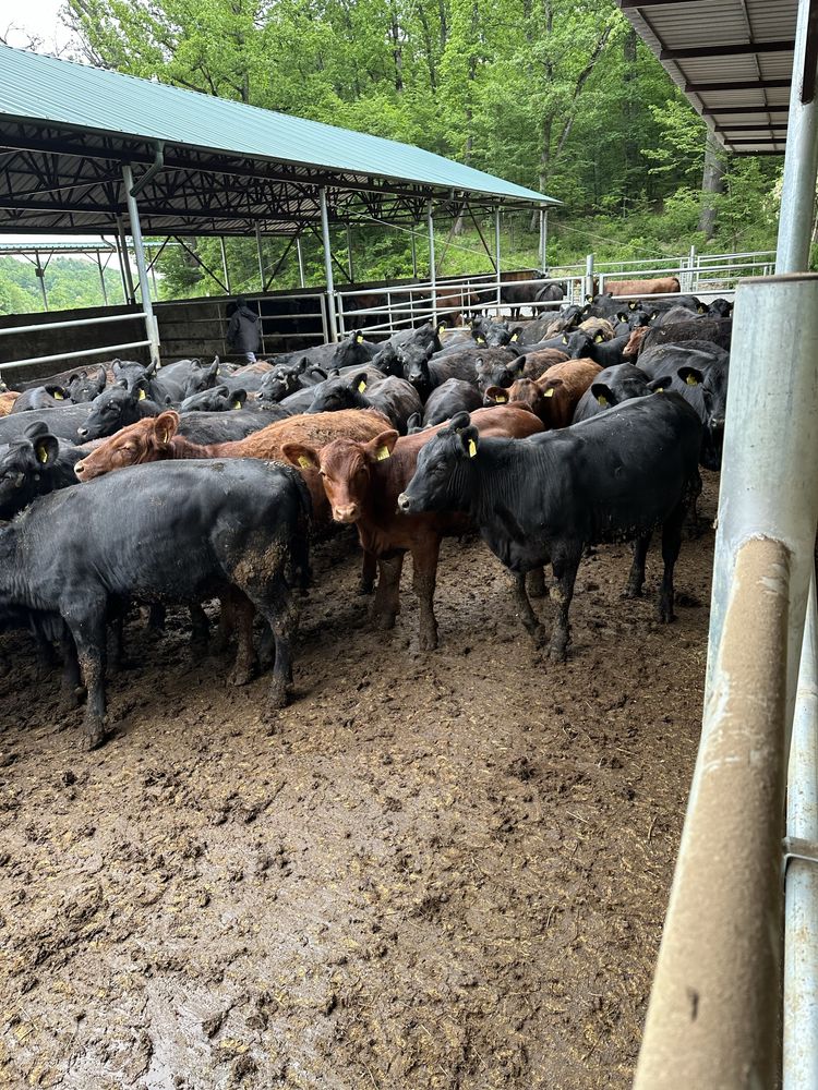 Vand vitele angus