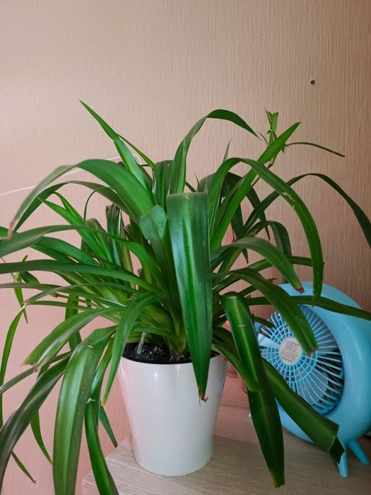 В продаже Комнатные цветы