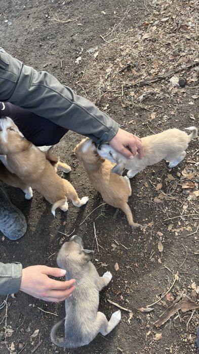 Отдам щенят в хорошие руки