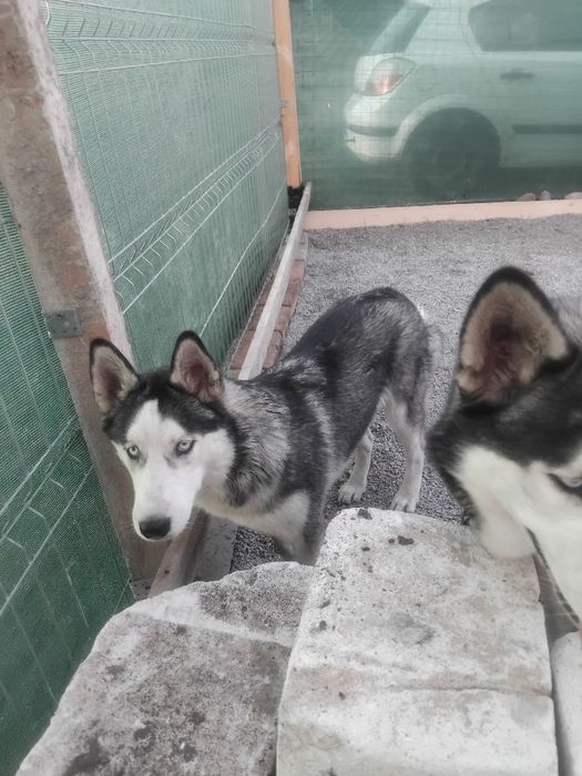 De vanzare pui huski siberian