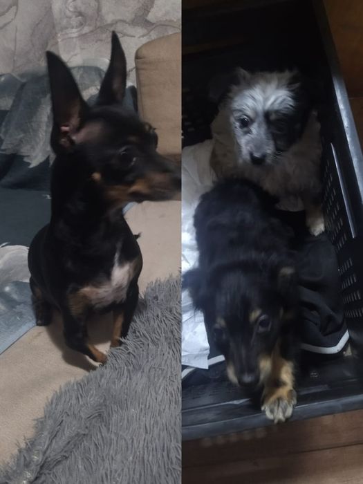 Отдам щенят в добрые руки