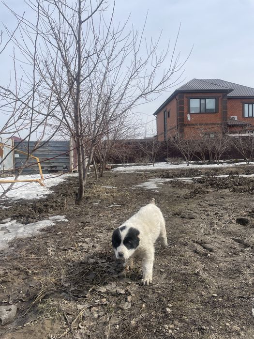 продам собаку Алабай