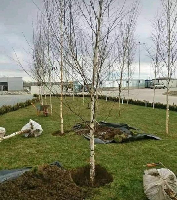 Artari,platani,catalpa,mestecan,tei și alți copaci din descriere