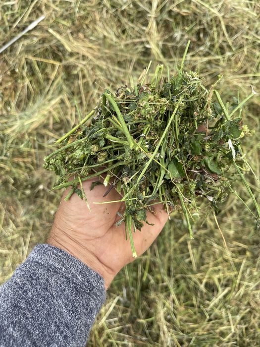 Baloti lucerna tocata infoliati (semifân) și fan din agric. ecologică