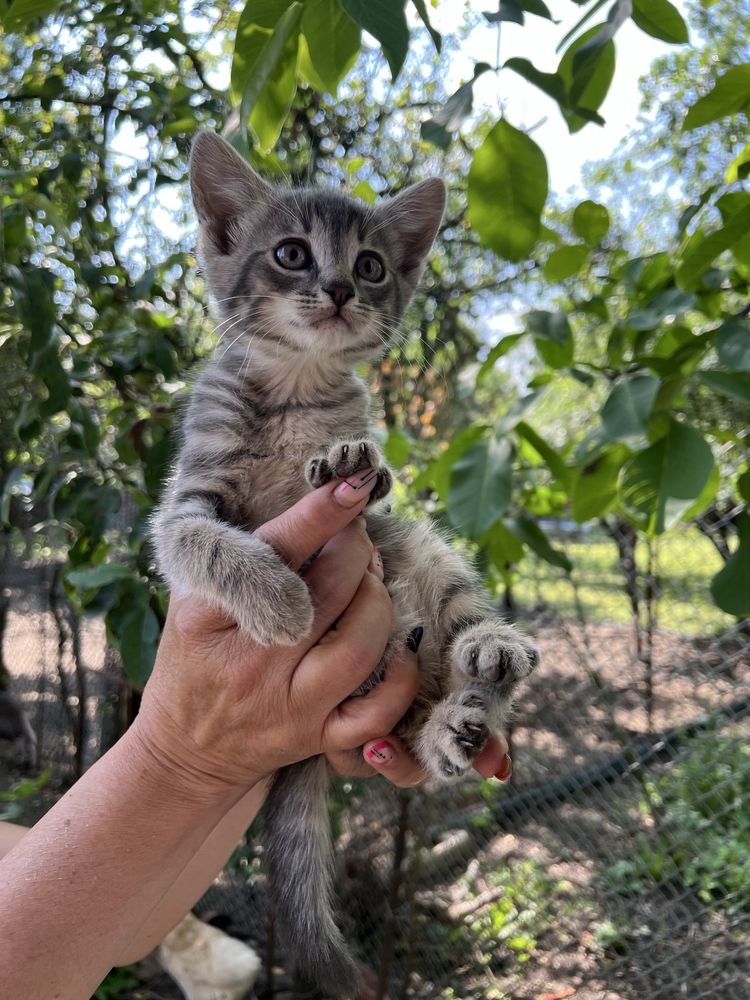 Подарявам котета
