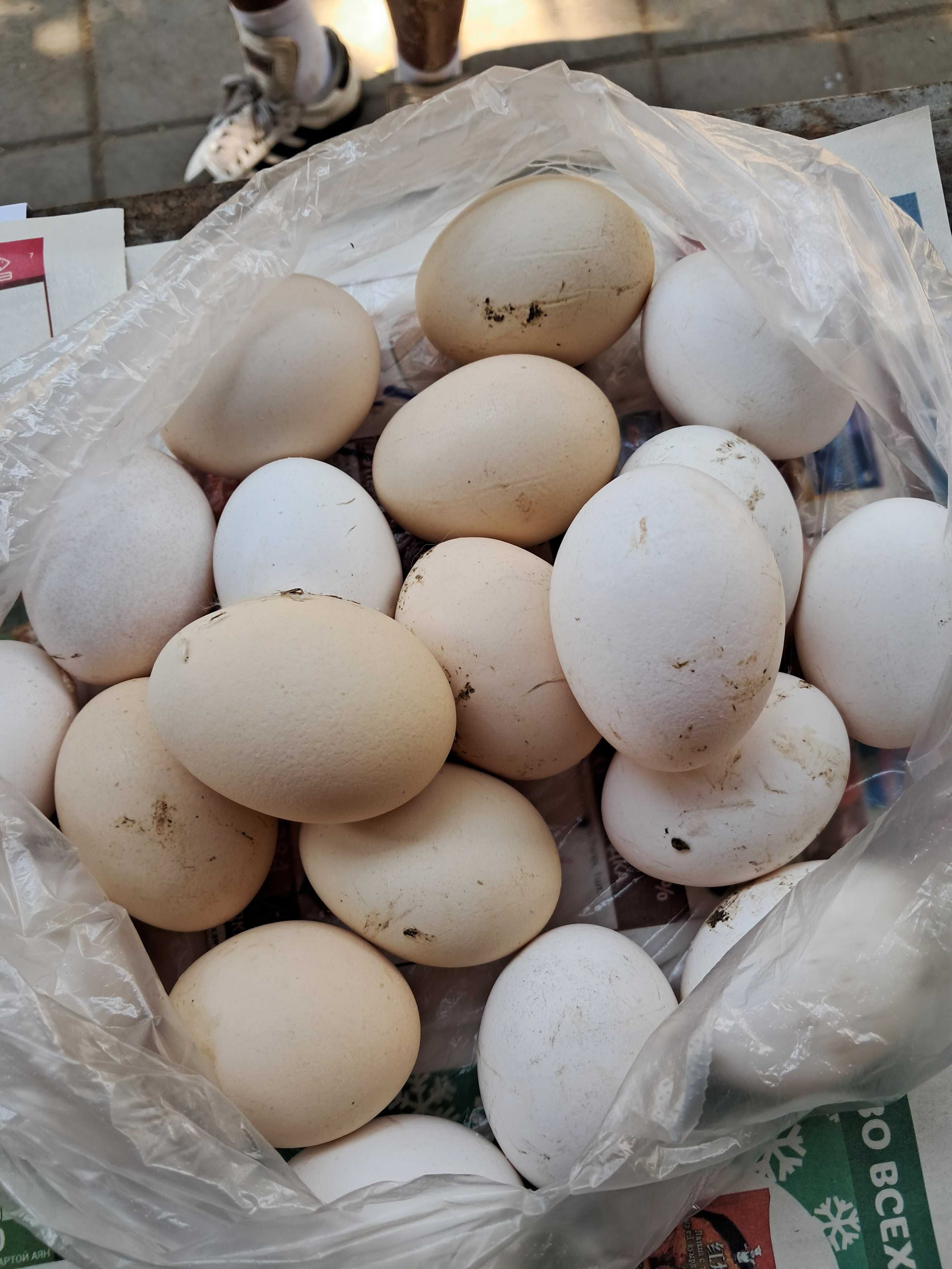 Продаю домашние куриные яйца