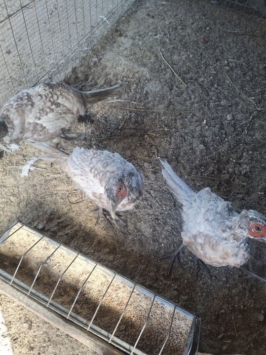 Vând sau schimb fazani comuni pe albastru