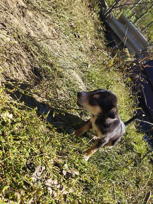 Spre adopție acești cățeluși
