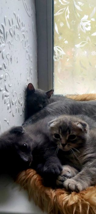 Продаются Шотландские котята