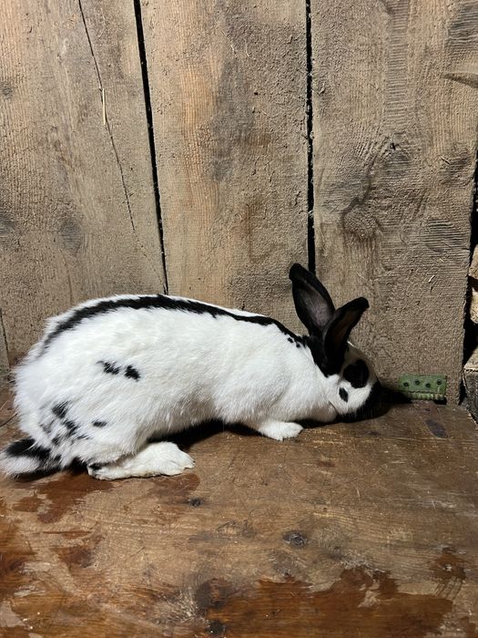 Vand femela fluture pestrit german