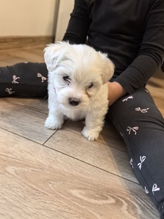 Vând Bichon mini toy