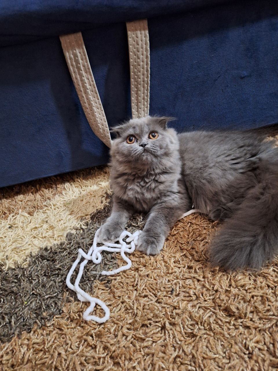 Шотландский котенок