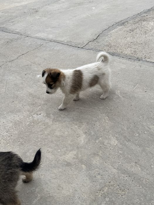 Отдам щенят дворняжка