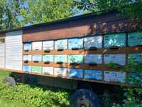 Pavilion apicol inmatriculat, certificat, carte