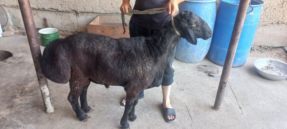 Кучкор сотилади суйиб берамиз 130 мингдан кг