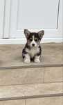Baiat Pembroke Corgi