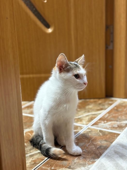 Ofer spre adopție pisici