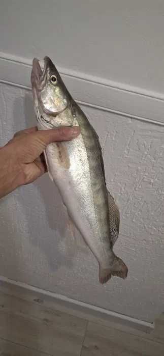 Судак Свежий Крупный шт 400 тг Авангард