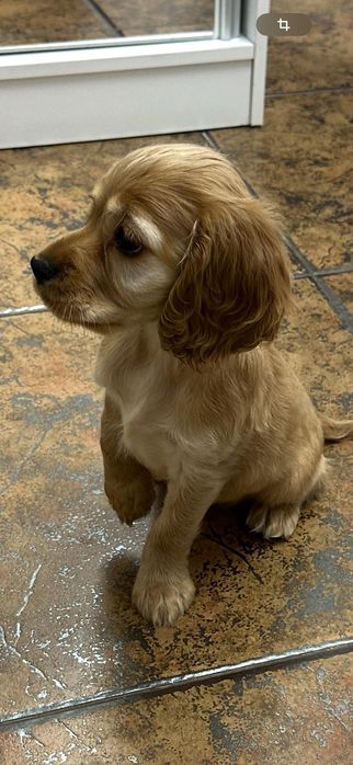 Cocker Spaniel – fetiță, 2 luni – cu carnet, vaccinuri și deparazitare