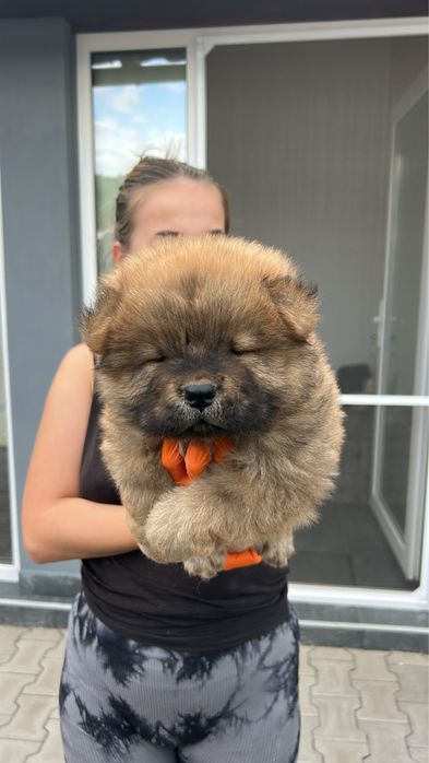 Chow chow rasa pura pedigree