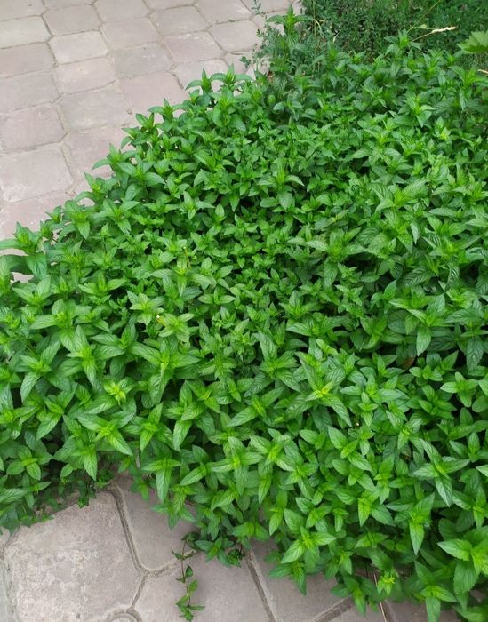 Мята свежая на мохито, на ташкентский чай, на лимонад