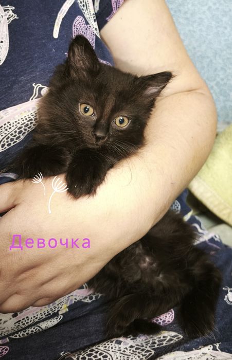 Отдам котят 2 месяца