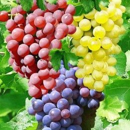 Vita te vie nobila de masa fara samburi