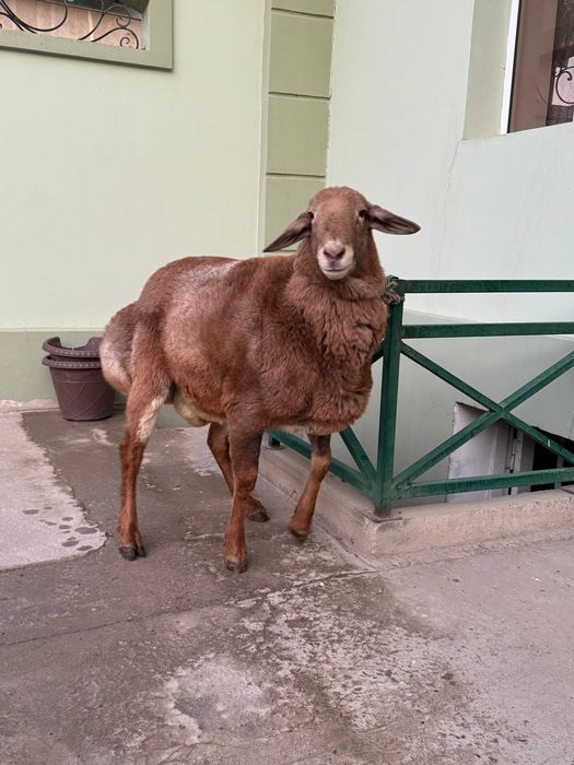 Арашан едилбай гибрит Кочкори