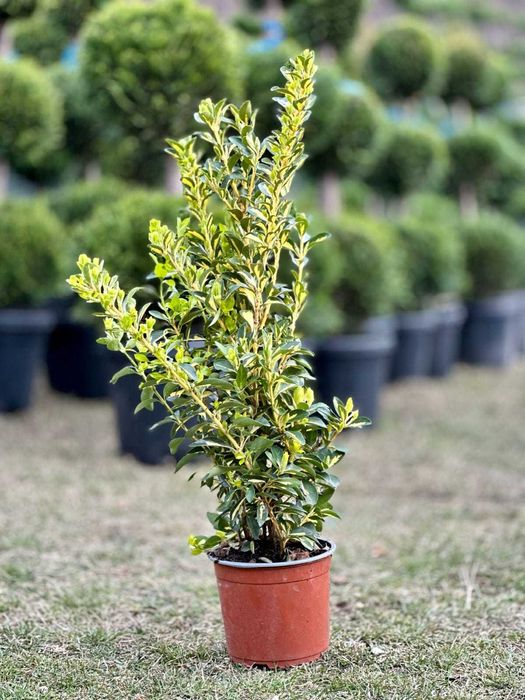 Plante Ornamentale Diverse – Selecție Premium