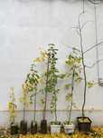 Arbori de Ginko biloba la 1 leu/centimetrul