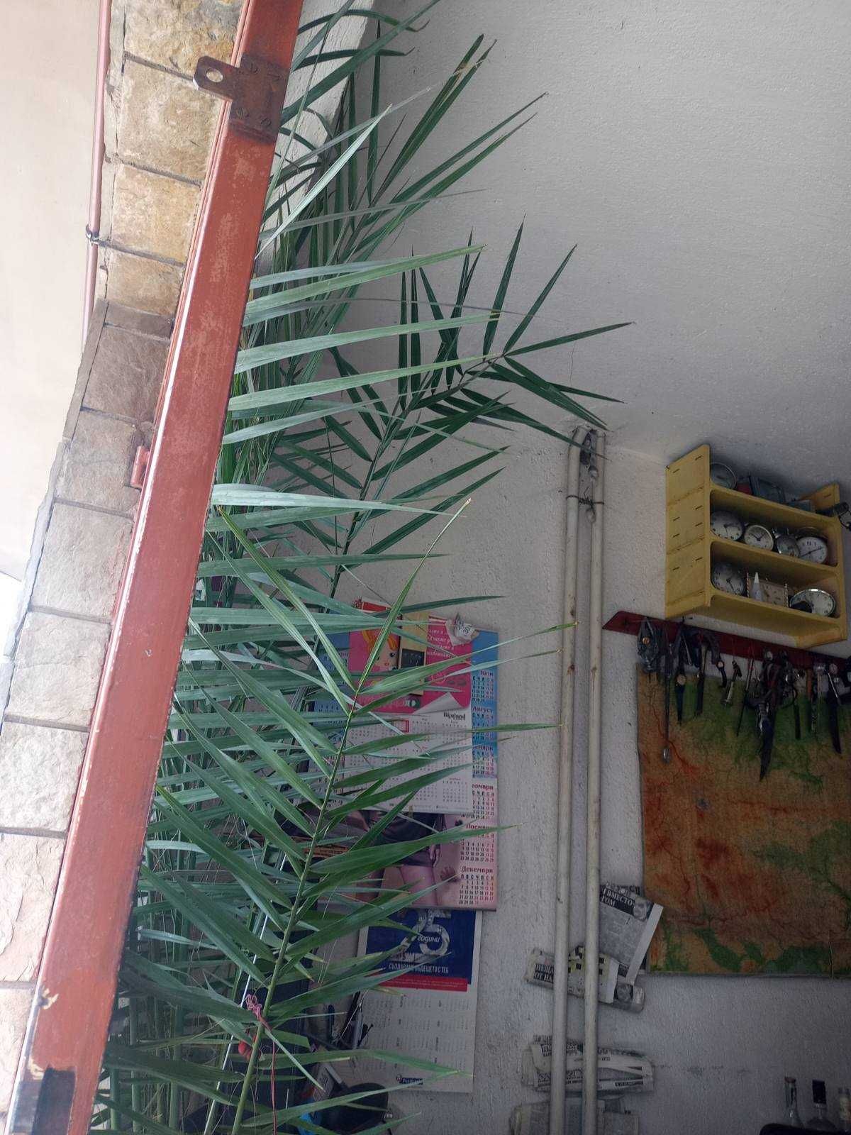 2,3 м Финикова палма