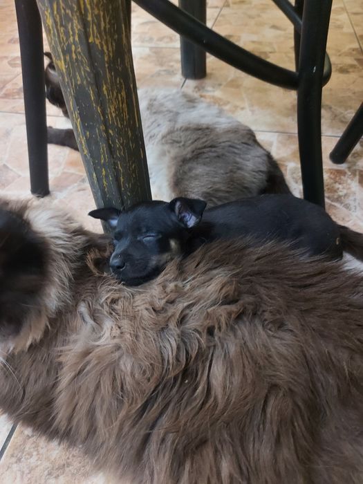 Продам щенков той терьера