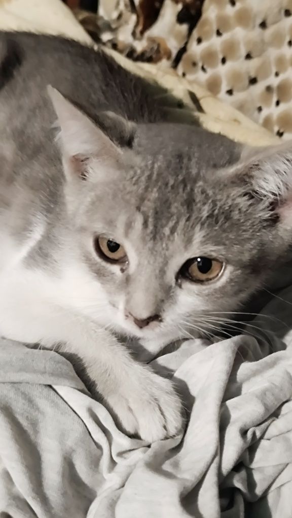 Котята домашние бесплатно