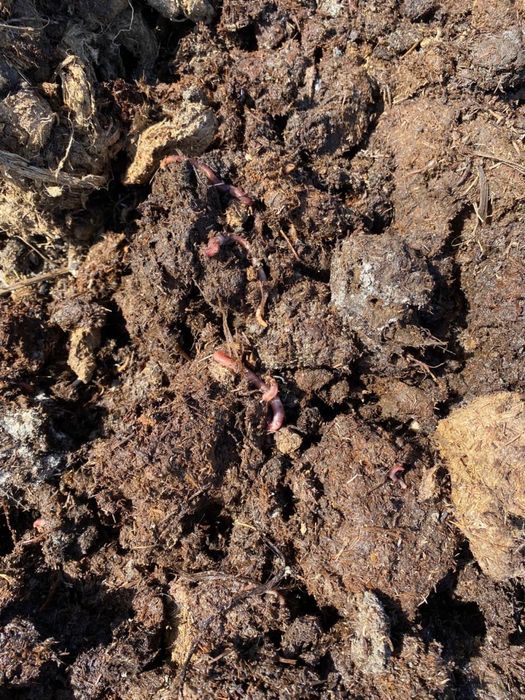 колифарниский шылаушын