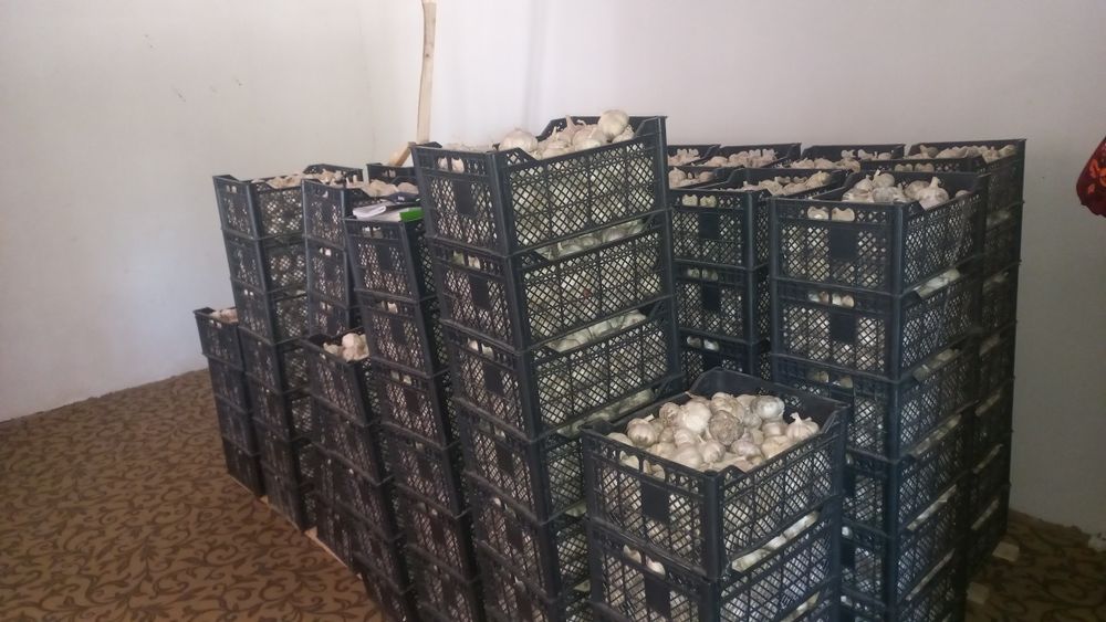 Chesnok xolati yaxshi nomer qoldirdim tel qilishila mumkin