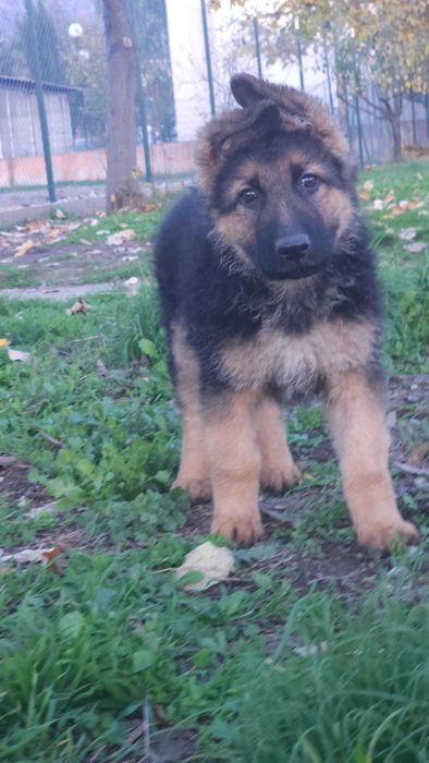 Немскa овчаркa дългокосместa