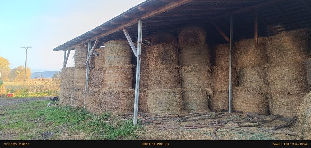 Vând baloți de lucernă și fan