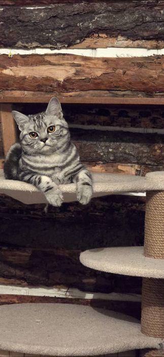 Кот Джони срочно.