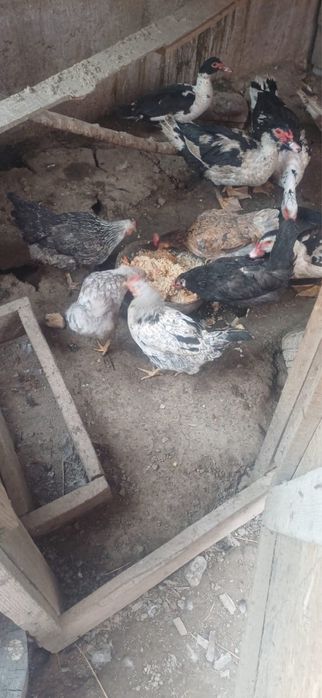 Продам куры, домашние