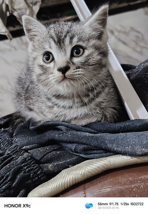 Котёнк Шотландский скотиш страйт мальчик 2 месяца